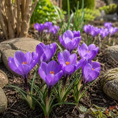 Zdjęcie produktu dla Krokus cebulki Crocus vernus - Krokus Wielkokwiatowy Charente 10 szt.