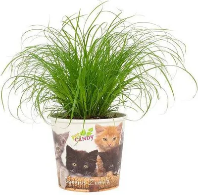 Zdjęcie produktu dla Trawa dla kotów - Cyperus Zumula - Trawa cyprysowa o naprzemiennych liściach - Ø12cm - ↕23cm - Roślina domowa dla kotów - Naturalny środek wspomagający trawienie i roślina dekoracyjna