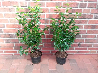 Produktbild von 10 x Prunus lusitanica Angustifolia, Höhe 60-80 cm, Lorbeer-Kirschen Heckenpflanzen, immergrün und winterhart