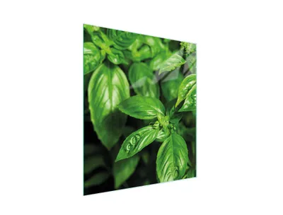 Immagine prodotto di Tagliere in vetro 45x52 basilico