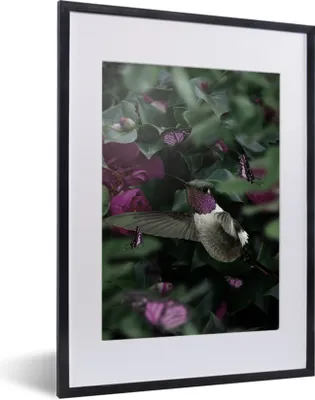 Produktbild von MuchoWow® MuchoWow® Gerahmtes Poster Kolibri - Lila - Rosen 30x40 cm - Poster mit zchwarzem Bilderrahmen - Wandposter Schlafzimmer
