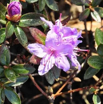 Image de Rhododendron 'Moerheim' | 20-30 cm en pot