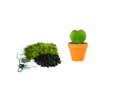 Obrázok produktu pre Gardners Kokedama "Vyrob si sám" Hoya kerrii (S)