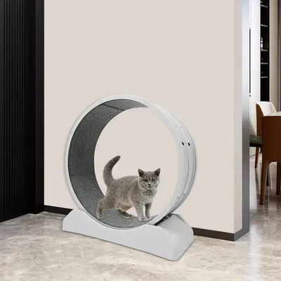 Image de Roue d'exercice pour chat - Tapis roulant pour chat 80 cm - Très silencieux - Peu encombrant - En PP et résine - Avec système de verrouillage - Pour une utilisation en intérieur