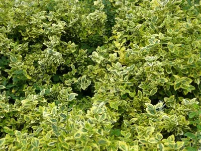 Produktbild von 1 getopfter Kleinstrauch in Gärtnerqualität für den Garten uns als Hecke