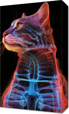 Produktbild von Bild 30x50cm Anatomie der Katze
