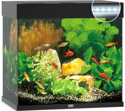 Image de JUWEL Aquarium Lido 120 incl. éclairage LED, pompe, filtre et chauffage, noir