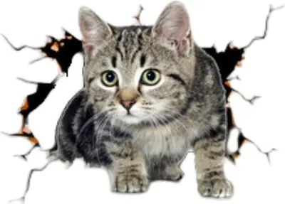Immagine prodotto di INF Adesivi Auto 3D Gatto Creativo: PVC, 24.5x18cm, Set da 2 per Auto