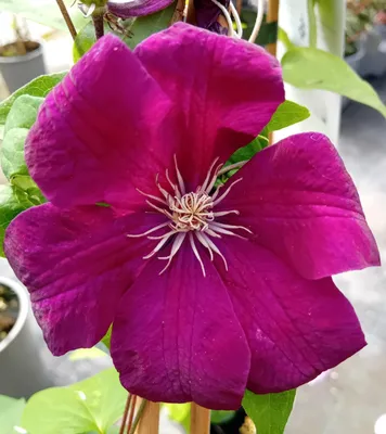 Immagine prodotto di Clematis Rouge Cardinal camino rosso pianta rampicante 60 - 100 cm