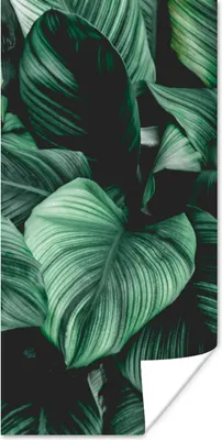 Produktbild von MuchoWow® Poster Dschungel - Blätter - Tropisch - Pflanzen - Natur 20x40 cm - Plakat - Foto