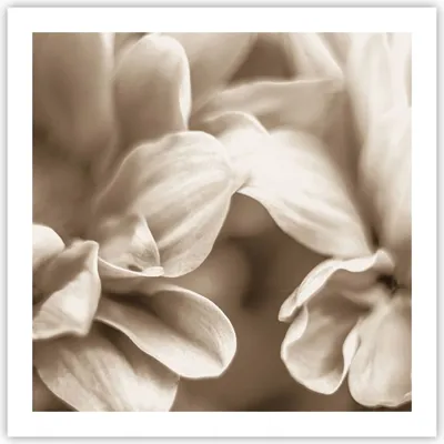 Produktbild von Poster - Poster ohne Rahmen - Blumen Boho ohne - 60x60 cm - Wand Bild - Wanddeko - Wandbilder - Kunstposter - Wandposter - Bilder - Kunstdruck - Wanddekoration - Wandbild - P2XAC60x60-4767