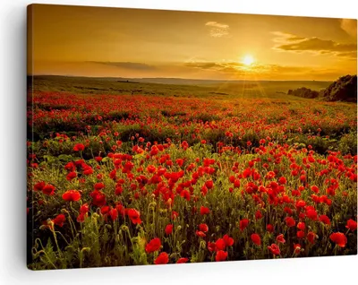 Produktbild von Bild auf Leinwand - Leinwandbild - Mohn Blume Wiese - 70x50cm - Wand Bild - Wanddeko - Wandbilder - Leinwanddruck - Bilder - Kunstdruck - Wanddekoration - Leinwand bilder - Wandkunst - AA70x50-3643