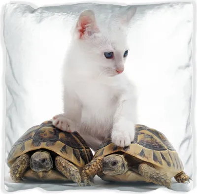 Produktbild von Wallario Premium Kissen, weiche Oberfläche, mit Motiv Katze auf Schildkröten, Größe: 60 x 60 cm, mit weißer Rückseite
