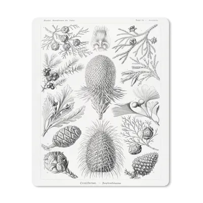 Produktbild von MuchoWow® Mauspad Mousepad Koniferen - Ernst Haeckel - Kunst - Retro - Illustration - Natur 30x40 cm - Mousepads - Maus Mat - Pad - Mausunterlage - Mausmatten