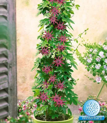 Produktbild von BALDUR Garten 1x Winterharte Passionsblumen 'Ladybirds Dream', Pflanze im 9x9 cm-Topf, Passiflora Hybride, schmetterlingsfreundlich, winterhart bis ca. -10 °C, mehrjährig, blühend