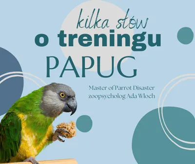 Obrázek produktu pro Průvodce papoušky - VÝCVIK S PAPOUŠKY - Průvodce papouška pro začátečníky