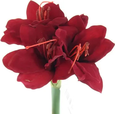 Produktbild von GASPER Amaryllis - Ritterstern Rot 31 cm - Kunstblumen
