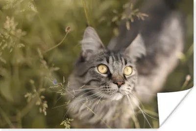 Produktbild von MuchoWow® Poster Eine Maine Coon-Katze im hohen Gras 180x120 cm - Fotoplakat