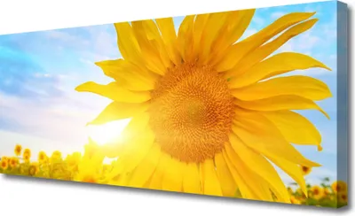 Produktbild von Tulup Leinwand-Bilder 125x50 Wandbild Canvas Kunstdruck Sonnenblume Pflanzen