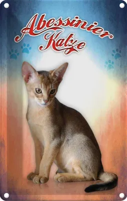 Produktbild von vianmo Blechschild 30x20 cm Katze Abessinier Tier Haustier