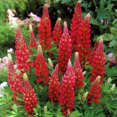 Immagine prodotto di 6 piante di lupino - Lupinus 'My Castle' | Vaso da 9x9 cm