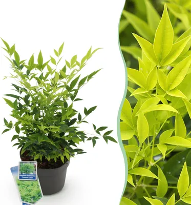 Zdjęcie produktu dla Nandina Lemon & Lime - żółta - zimozielona - łatwa w utrzymaniu - 35-45cm - Ø17cm - Roślina ogrodowa