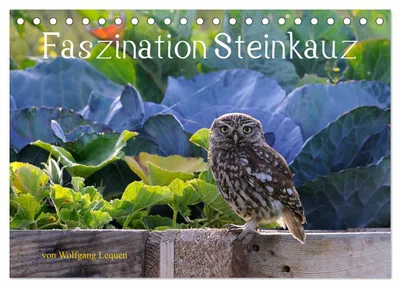 Produktbild von Faszination Steinkauz (Tischkalender 2027 DIN A5 quer), CALVENDO Monatskalender