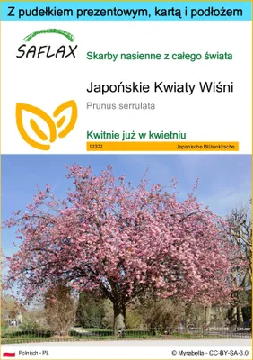 Zdjęcie produktu dla SAFLAX - Zestaw prezentowy - Japońskie Kwiaty Wiśni - 30 Nasiona - Z pudełkiem upominkowym, etykietą wysyłkową, kartą podarunkową i podłożem uprawowym - Prunus serrulata