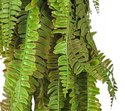 Produktbild von Griny Künstliche Farn-Girlande UV-beständig 80 cm