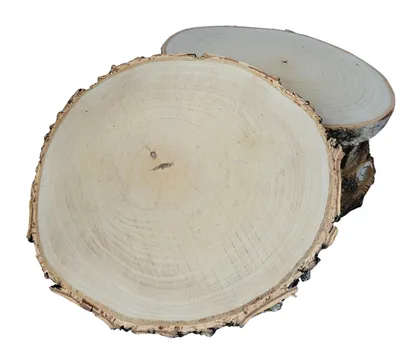 Produktbild von Holzscheibe 17–20 cm, Birke, geschliffen, 5er-Set