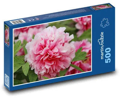Obrázek produktu pro Puzzle 500 Růžová pivoňka - květina, květ - martinpuzzle