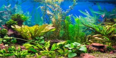 Immagine prodotto di Sfondo per acquario con design di piante acquatiche