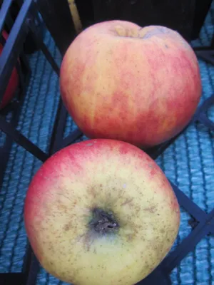 Produktbild von Malus Biesterfelder Renette - Herbstapfel - Apfelbaum