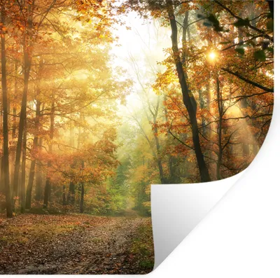 Produktbild von MuchoWow® Wandtattoo Wandsticker Wandaufkleber Wald - Herbst - Sonne - Landschaft - Natur - Bäume - Laub 80x80 cm Selbstklebend und Repositionierbar - Wierderverwendbar - Selbstklebend