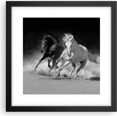 Produktbild von Gerahmtes Poster - Schwarzer Rahmen - Andalusier Pferde Galopp - 30x30 cm - Wand Bild - Wanddeko - Wandbilder - Wandposter - Bilderrahmen - Bilder - Kunstdruck - Wandbild - P2BAC30x30-4240