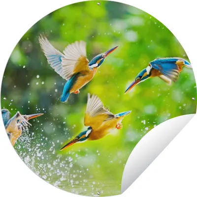 Produktbild von MuchoWow® Gartenposter Outdoor-Poster Rund Vögel - Eisvogel - Tiere - Wasser Ø 60 cm Gartendeko Rundes Poster draußen