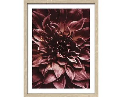 Produktbild von Gerahmtes Bild Dark Dahlia I 33x43 cm