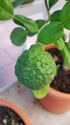 Image de Citrus hystrix greffé sur Volkameriana / Combava