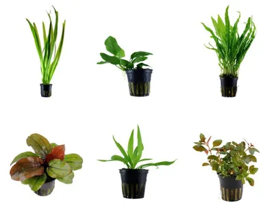 Produktbild von Einsteiger Set mit 6 einfachen Tropica Topf Pflanzen Aquariumpflanzenset Nr.29