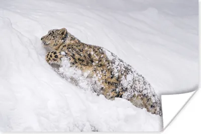 Produktbild von MuchoWow® Poster Schneeleopard - Schnee - Gelb 180x120 cm - Fotoplakat