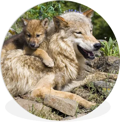 Produktbild von MuchoWow® Rundes Wandbild - Runde Bilder Wolf - Jungtier - Tier Ø 60 cm Kreis Wanddekoration Kunststoff - Wandkreis - Wandschmuck - Wand Kreis - Das Schlafzimmer - Die Bilder - Wandmalerei - Kunst für das Haus - das Plastik
