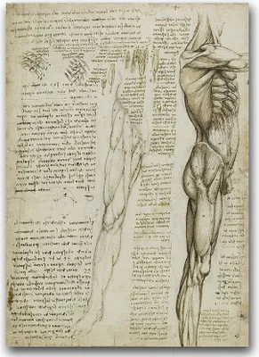 Produktbild von Poster - Canvas - Leinwand - 59,4 cm x 84,1 cm - Fotoposter - Leinwandkunst - Da Vinci Beinmuskeln