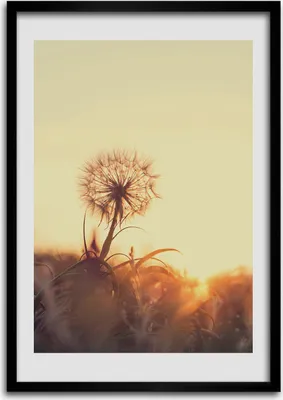 Produktbild von Bild - Bilderrahmen - Foto - 70 cm x 100 cm - MDF - Rahmen - Wandkunst - Löwenzahn