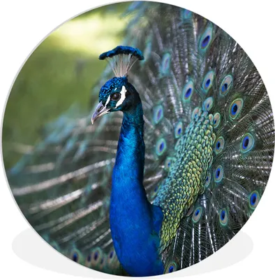 Produktbild von MuchoWow® Rundes Wandbild - Runde Bilder Pfau - Vögel - Blau Ø 60 cm Kreis Wanddekoration Kunststoff - Wandkreis - Wandschmuck - Wand Kreis - Das Schlafzimmer - Die Bilder - Wandmalerei - Kunst für das Haus - das Plastik
