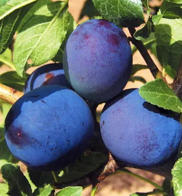 Produktbild von Pflaumenbaum ´TOPHIT®´ Unterlage Myrobalan, wurzelnackt
