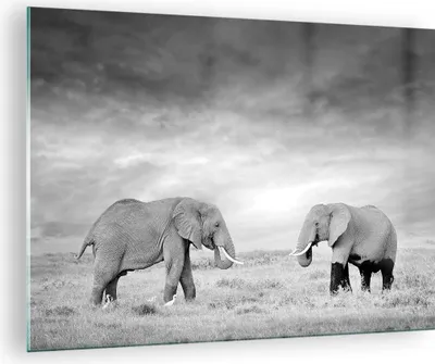 Produktbild von Bilder auf glas - Einteilig - Elefanten Schwarzweiß Safari - 70x50cm - Glasbilder - Wandbilder - Bilder - Wanddekoration aus Glas - Glas Bilder - Wandbild auf Glas - GAA70x50-4186