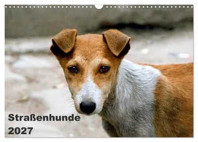 Produktbild von Straßenhunde (Wandkalender 2027 DIN A3 quer), CALVENDO Monatskalender