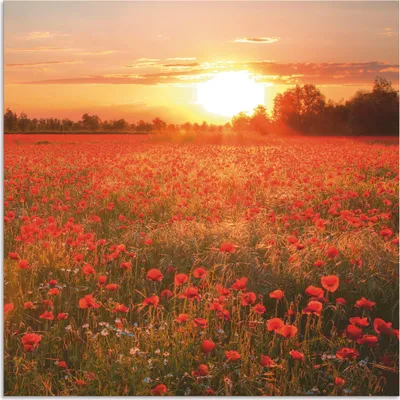 Produktbild von ARTland Wandbild Alu für Innen & Outdoor Mohnblumenfeld bei Sonnenuntergang Größe: 80x60 cm