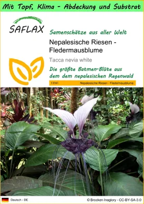 Produktbild von SAFLAX Garden to go - Nepalesische Riesen - Fledermausblume - Tacca nevia white - 10 Samen - Mit Topf, Klima - Deckel und Anzuchtsubstrat