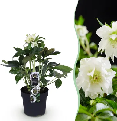 Productafbeelding van Helleborus orientalis Double Ellen White - Witte Bloem -1 Plant - Groenblijvend - 25-35cm - Ø14cm - Tuinplant
